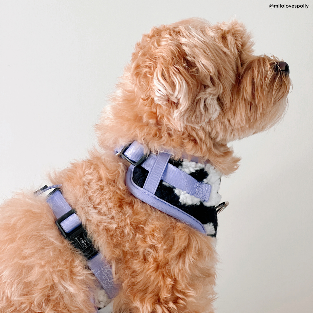 Far Out No-Pull Harness: M