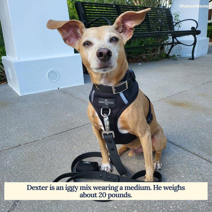 Midnight Waterproof PVC Collar: Large