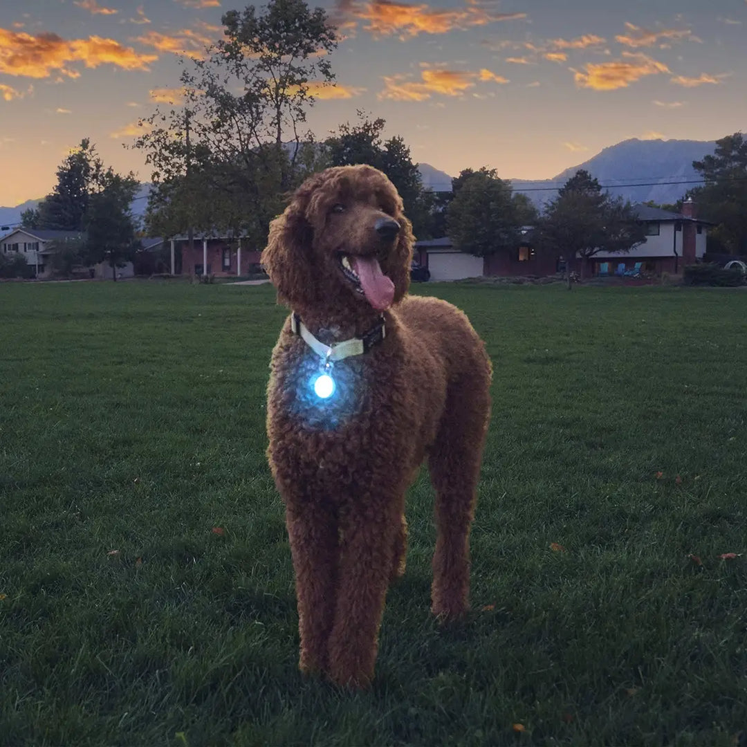 Nite Ize SpotLit® Rechargeable Collar Light - Blue