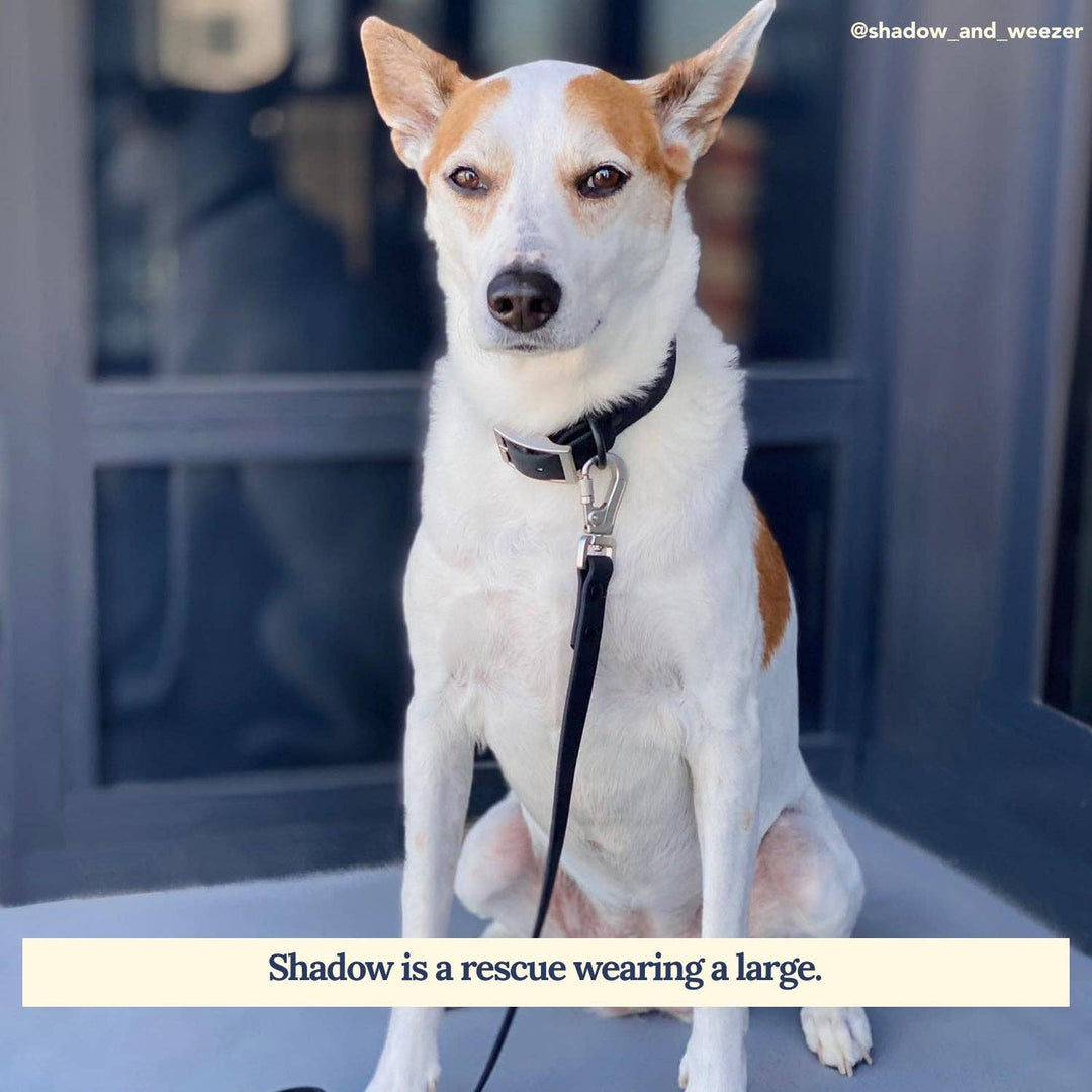 Midnight Waterproof PVC Collar: Small