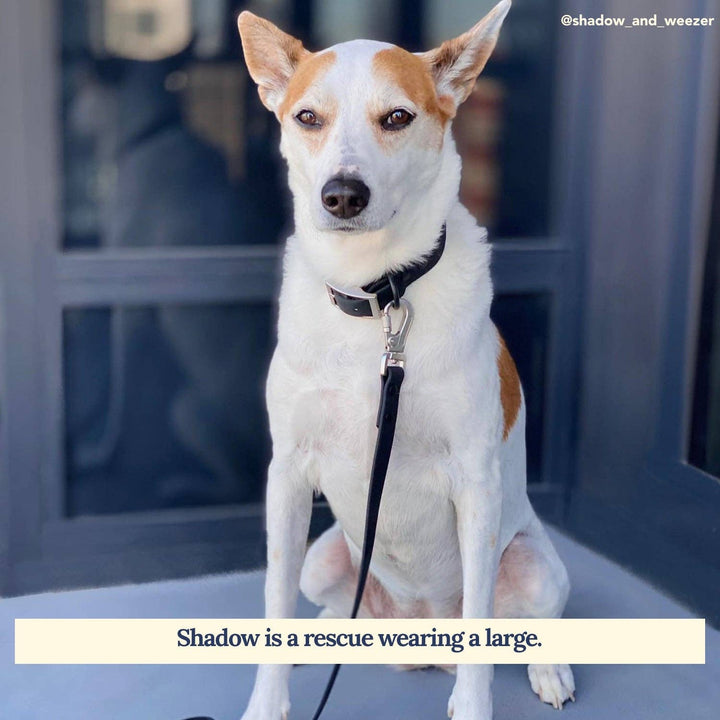 Midnight Waterproof PVC Collar: Small