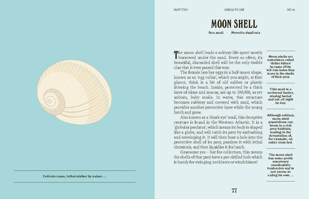 Shells