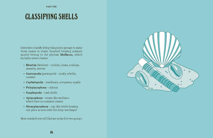 Shells