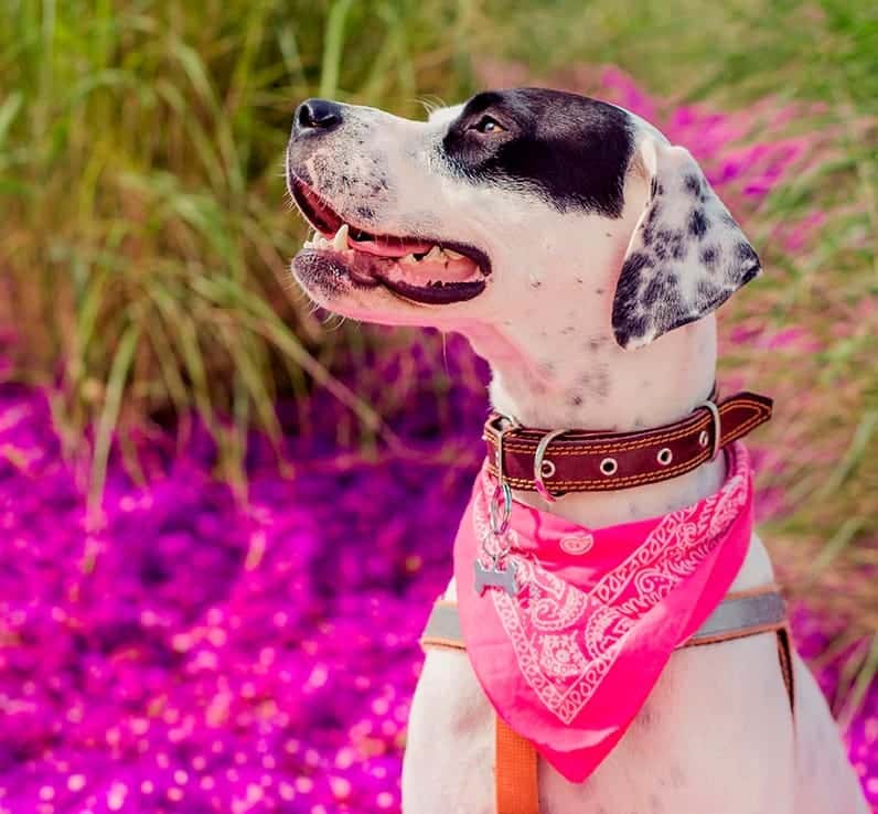 Snap and Go Dog Bandanna